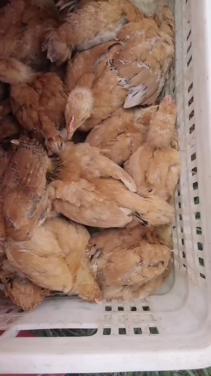 黄花母