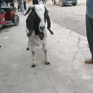 波尔山羊，小尾寒羊
