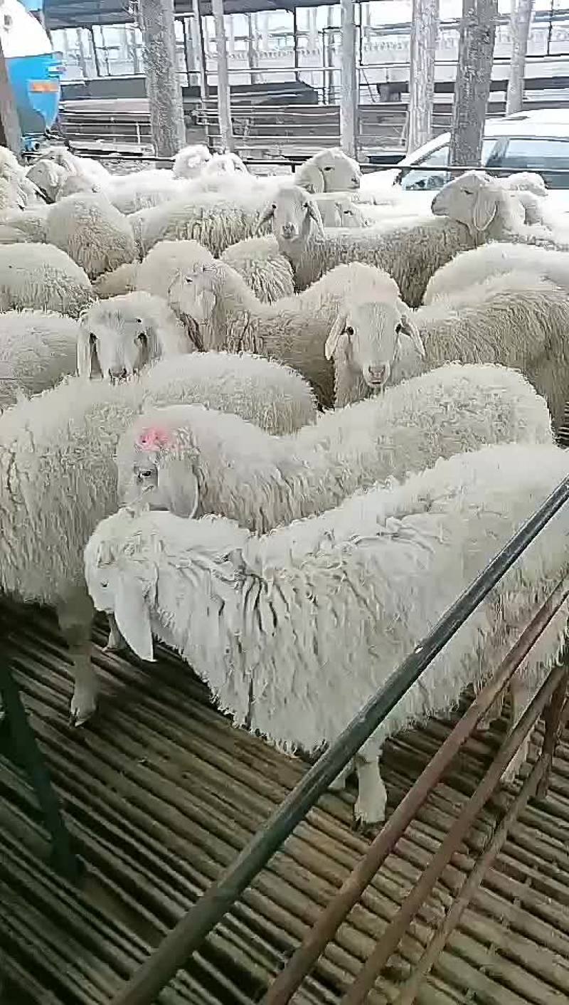 波尔山羊，小尾寒羊