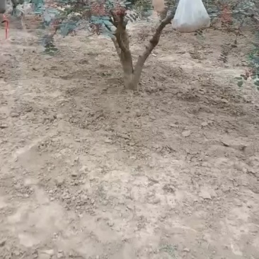 天水伏椒，海拔高，阳光足，气候干燥！