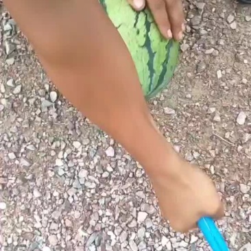 定襄沙地西瓜