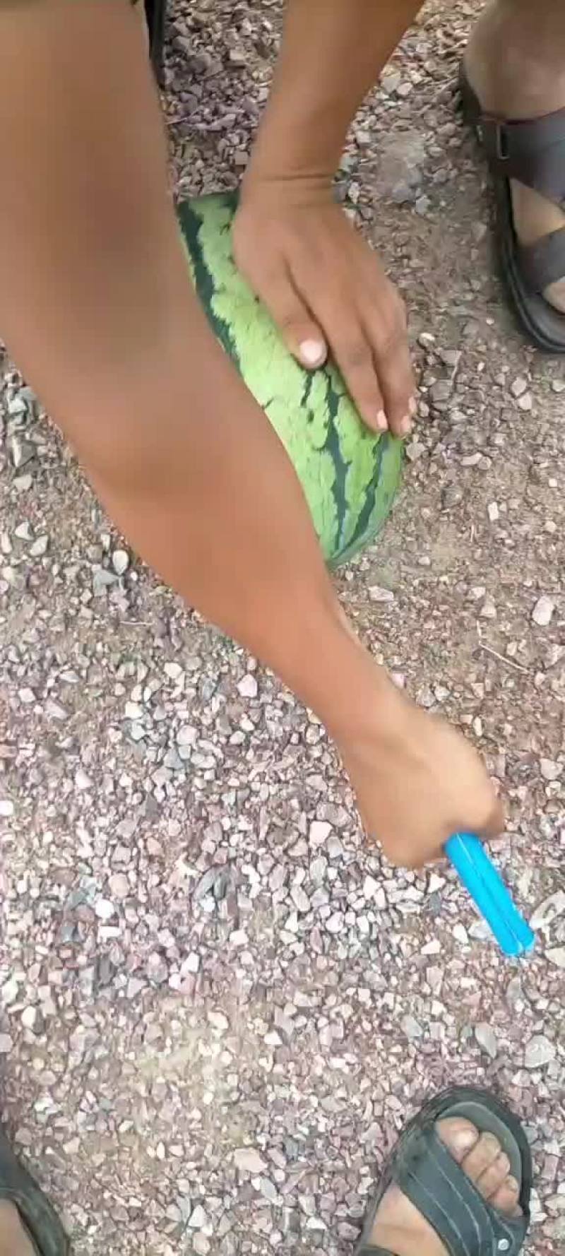 定襄沙地西瓜