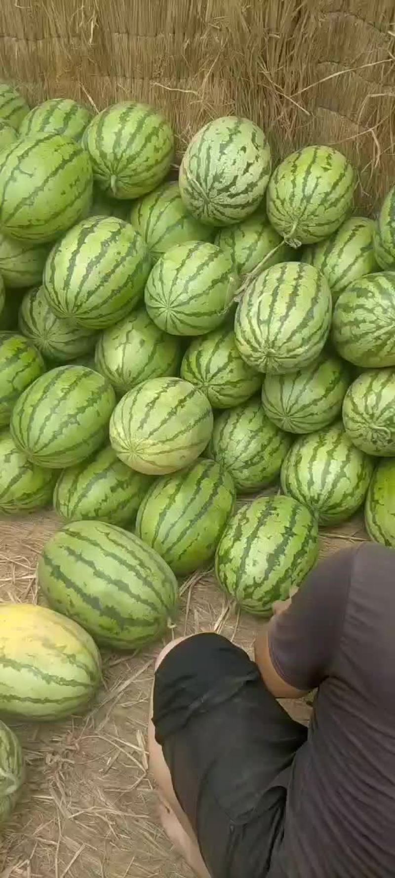 定襄沙地西瓜