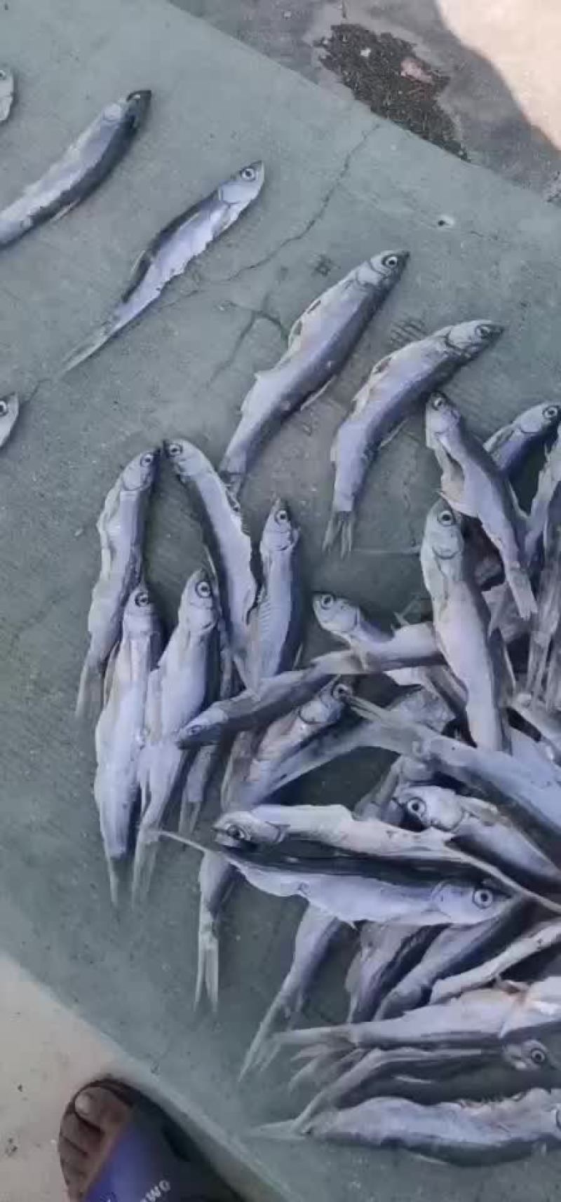 白条鱼