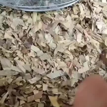 功劳叶常年经营冷背中药材地产中药材！