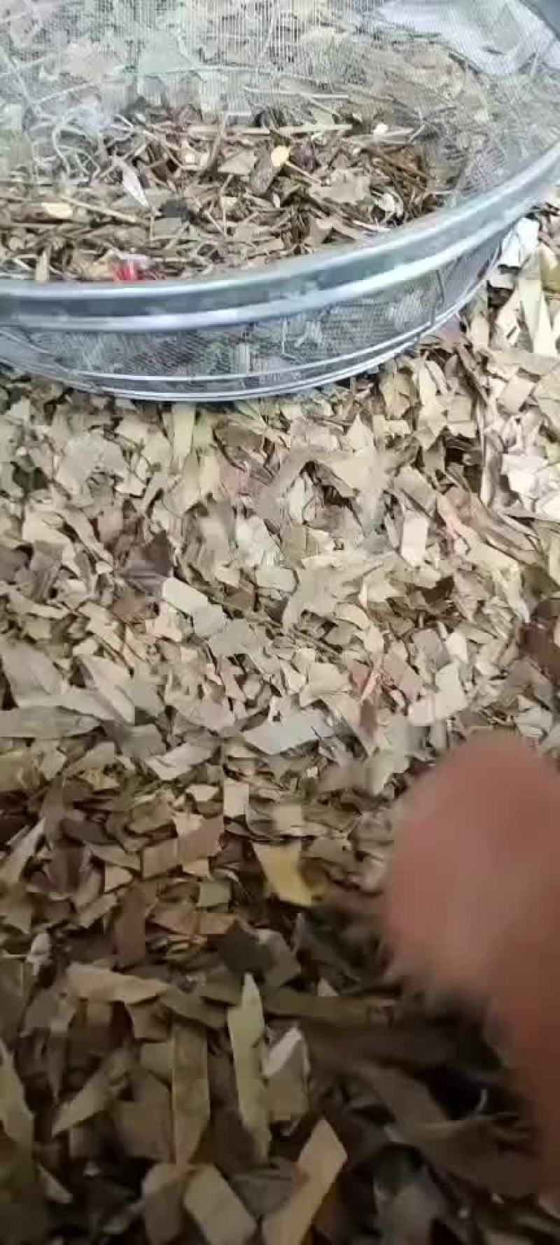 功劳叶常年经营冷背中药材地产中药材！