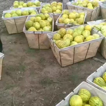 香瓜