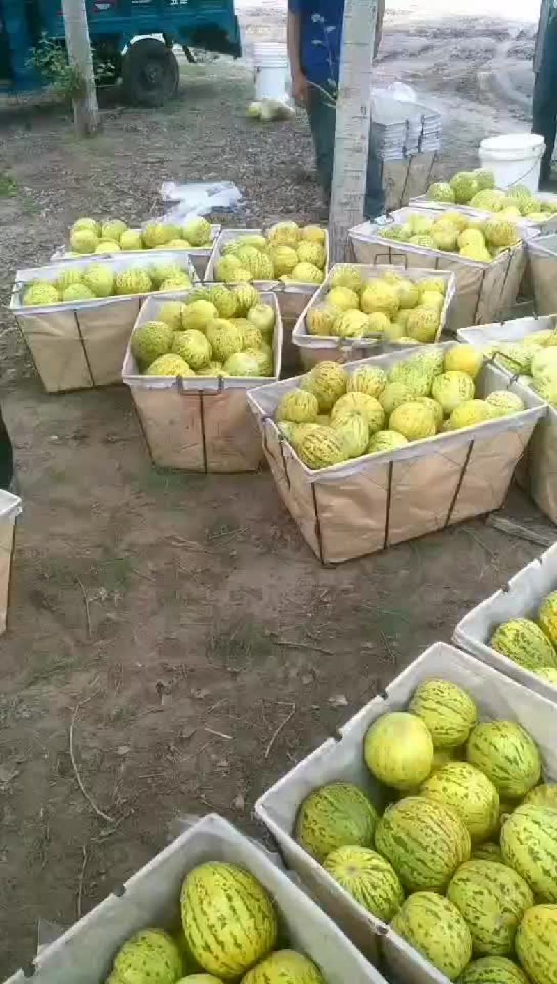 香瓜