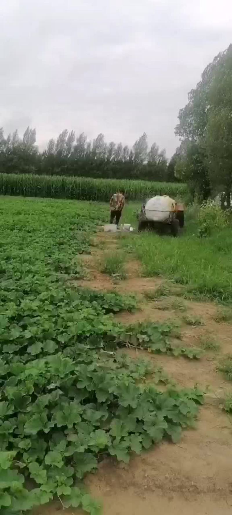 香瓜