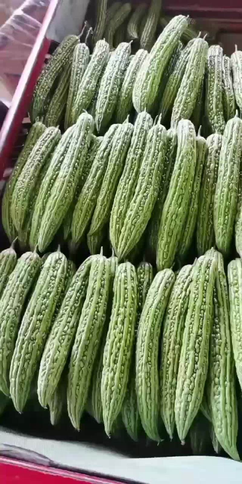 价格便宜，优良品种，需要联系，质量保证