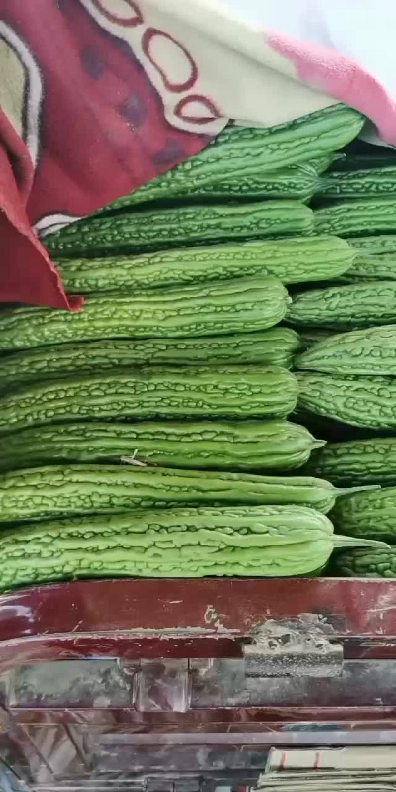 价格便宜，优良品种，需要联系，质量保证