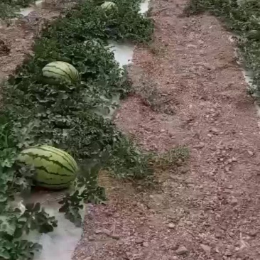 硒砂瓜