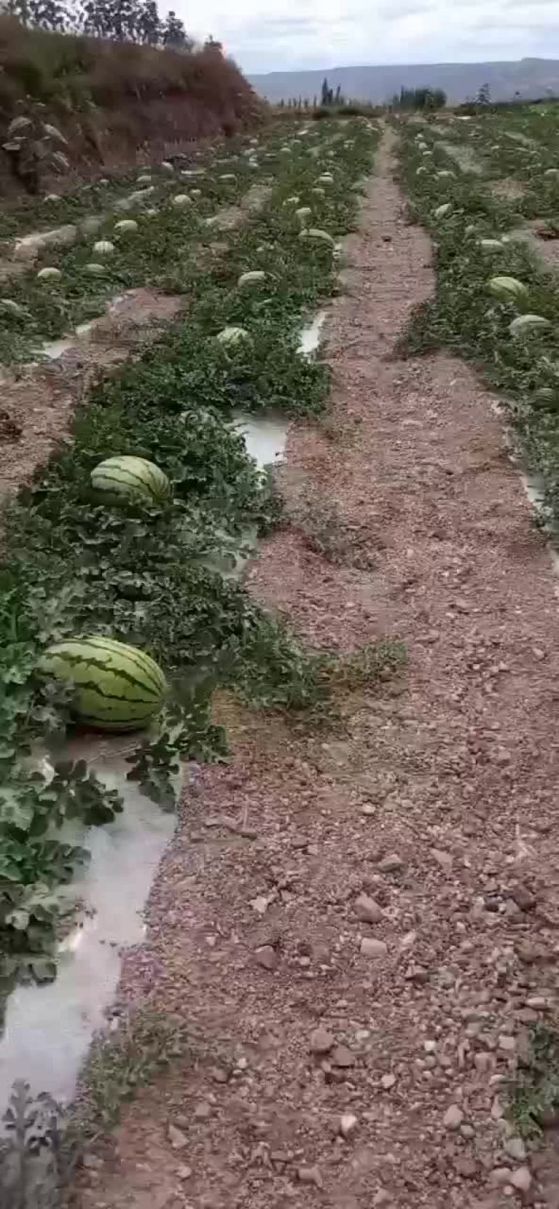 硒砂瓜