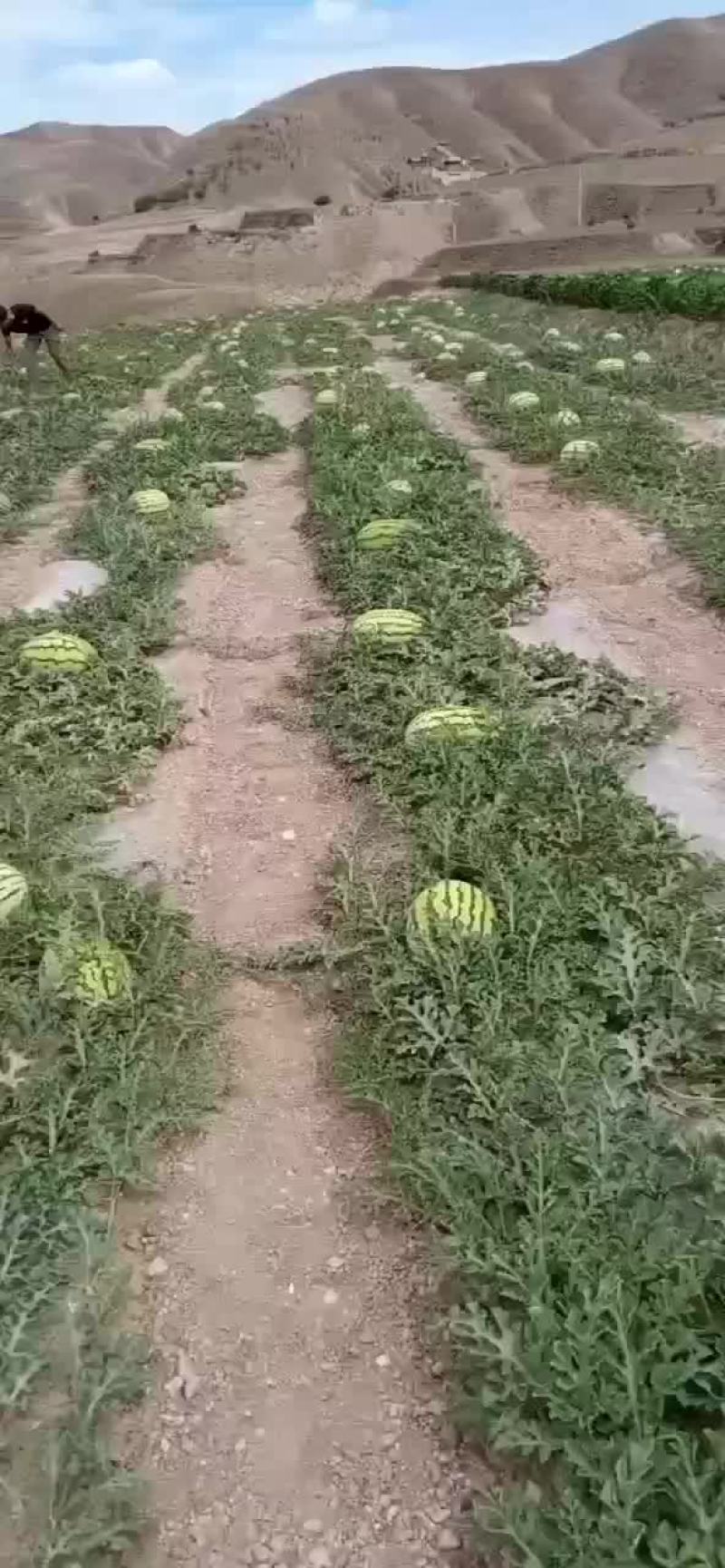 硒砂瓜