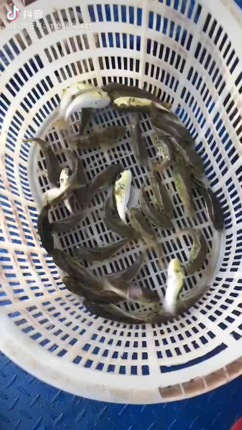 河豚又名龟鱼