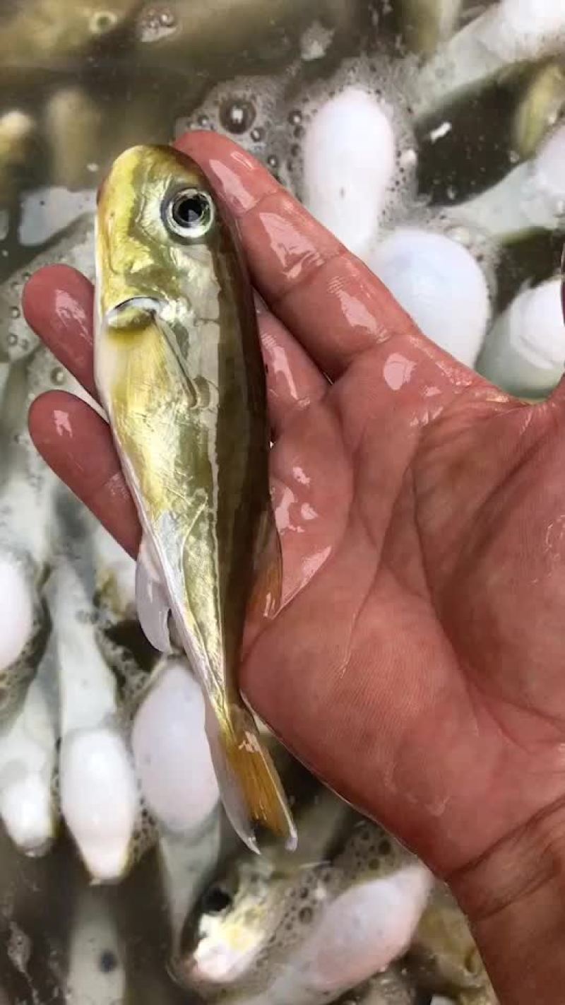 河豚又名龟鱼