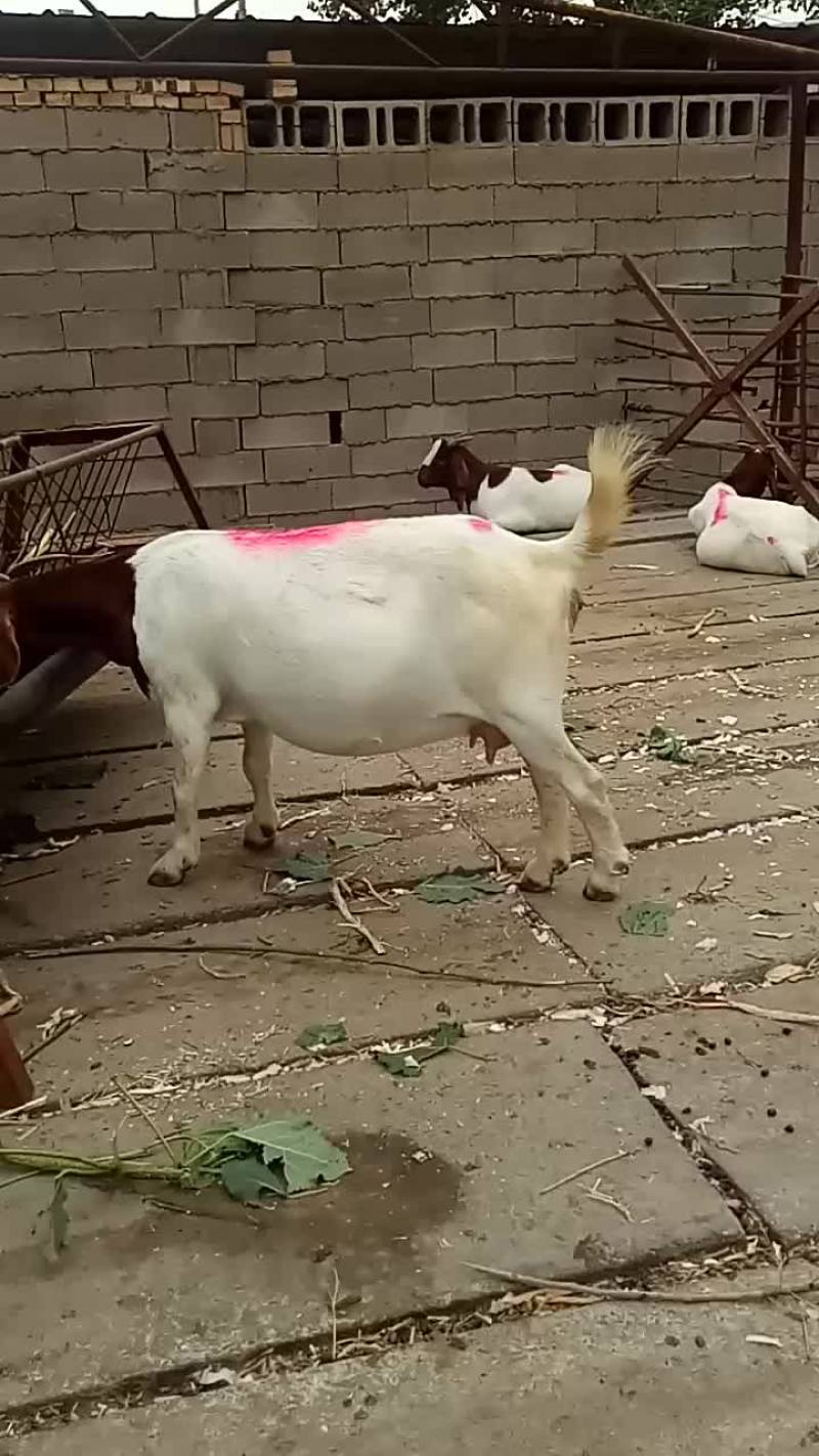 波尔山羊