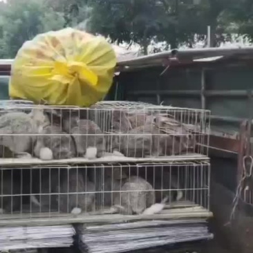 改良杂交肉兔比利时