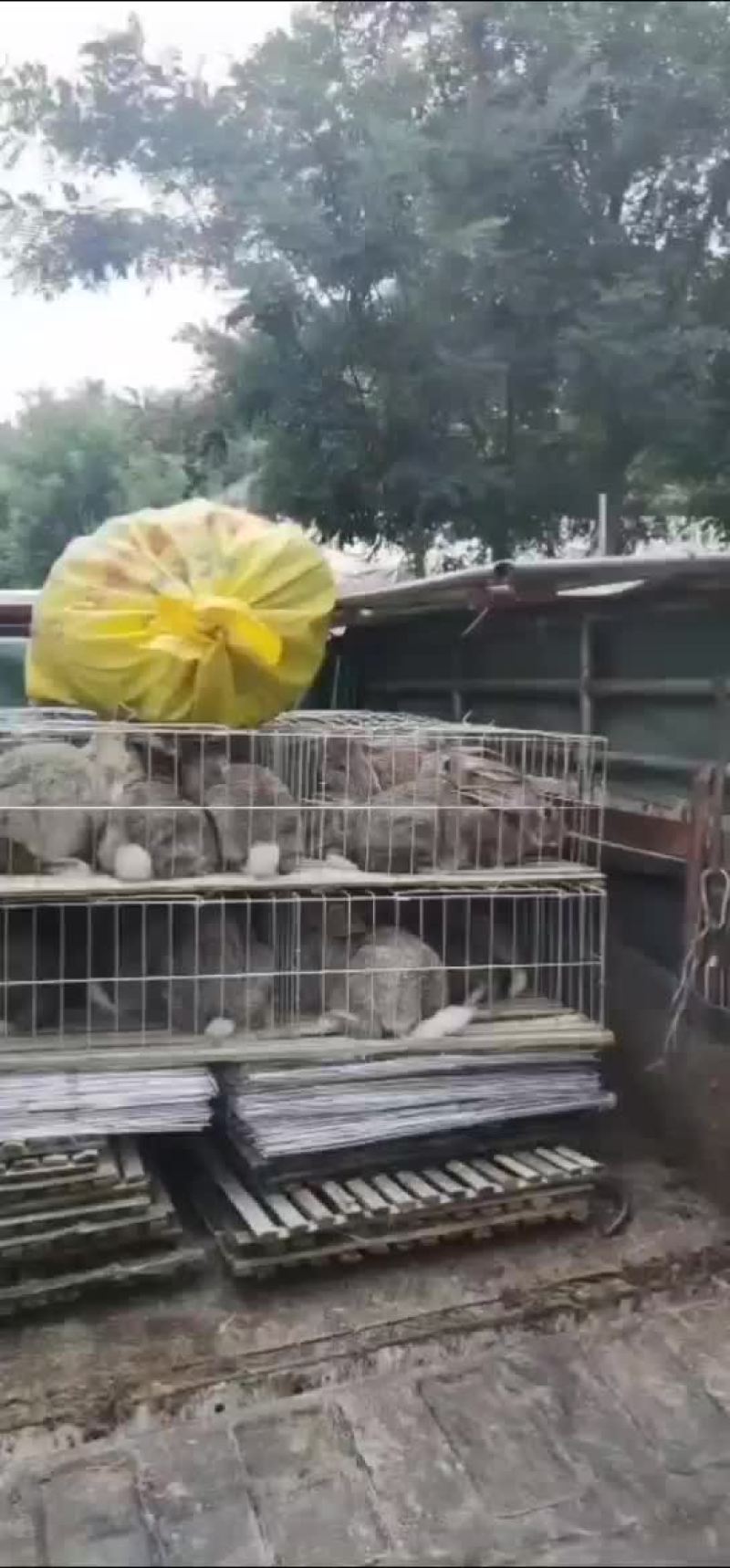 改良杂交肉兔比利时