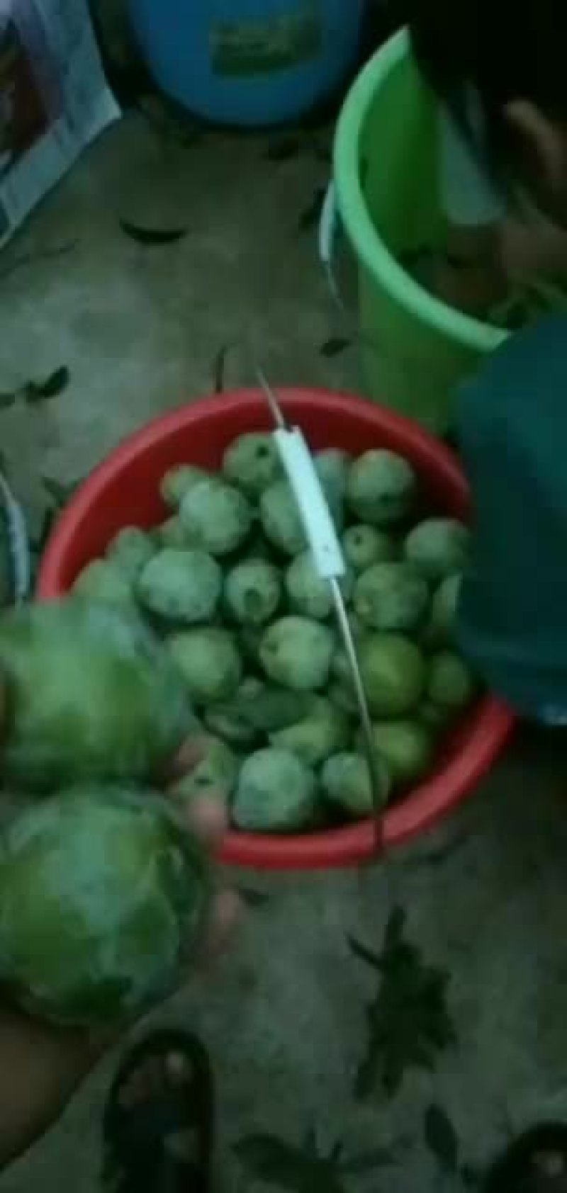 奈李