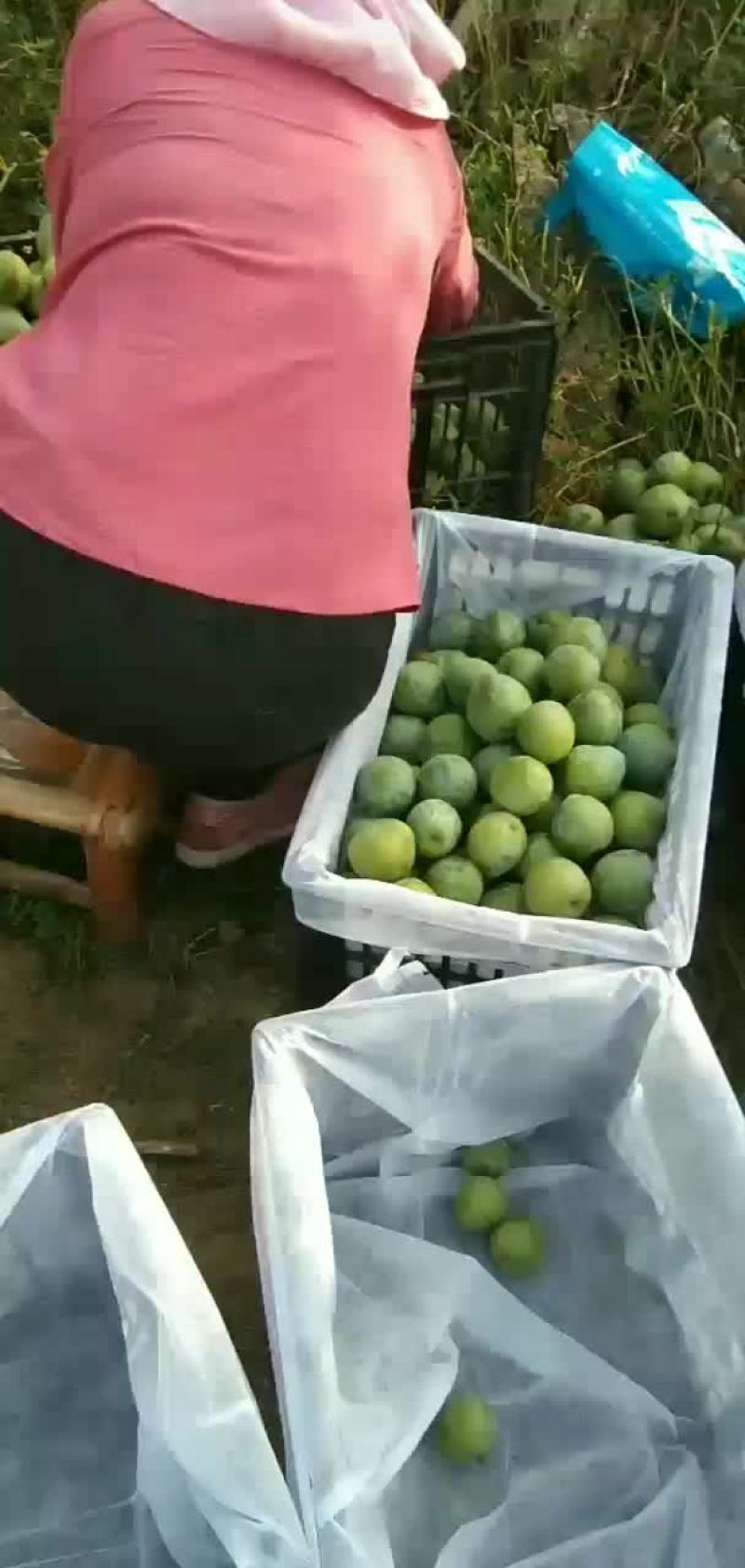 奈李
