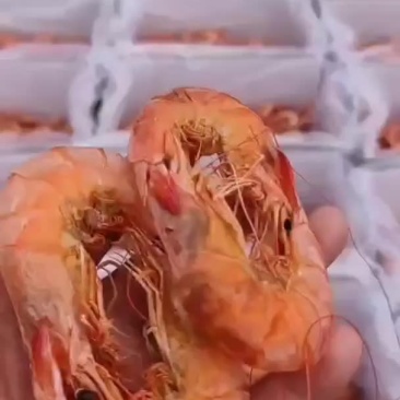 渤海湾对虾加工而成淡干，无盐，色泽鲜艳馈赠佳品首先-海米