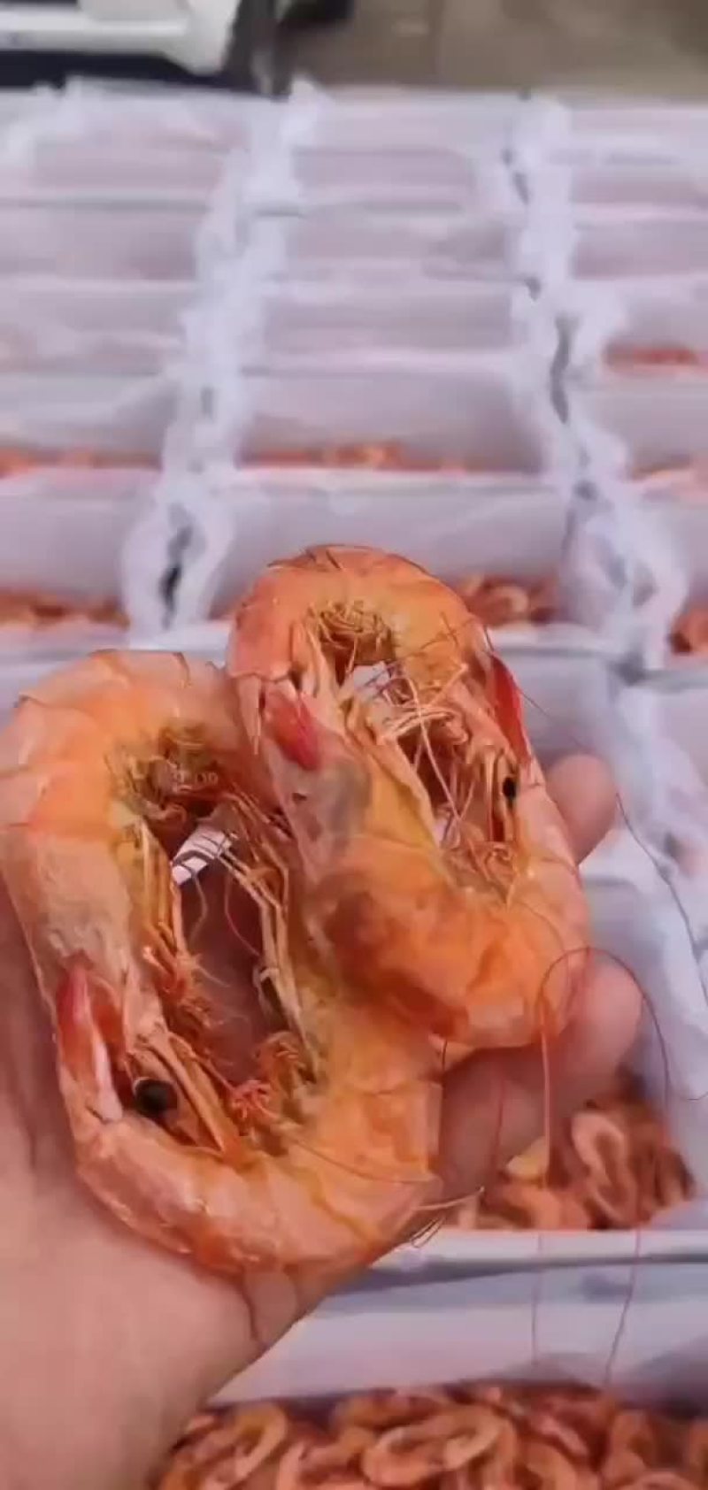 渤海湾对虾加工而成淡干，无盐，色泽鲜艳馈赠佳品首先-海米
