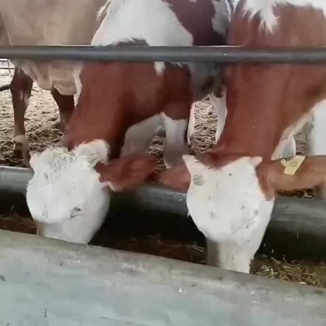 西门塔尔牛犊