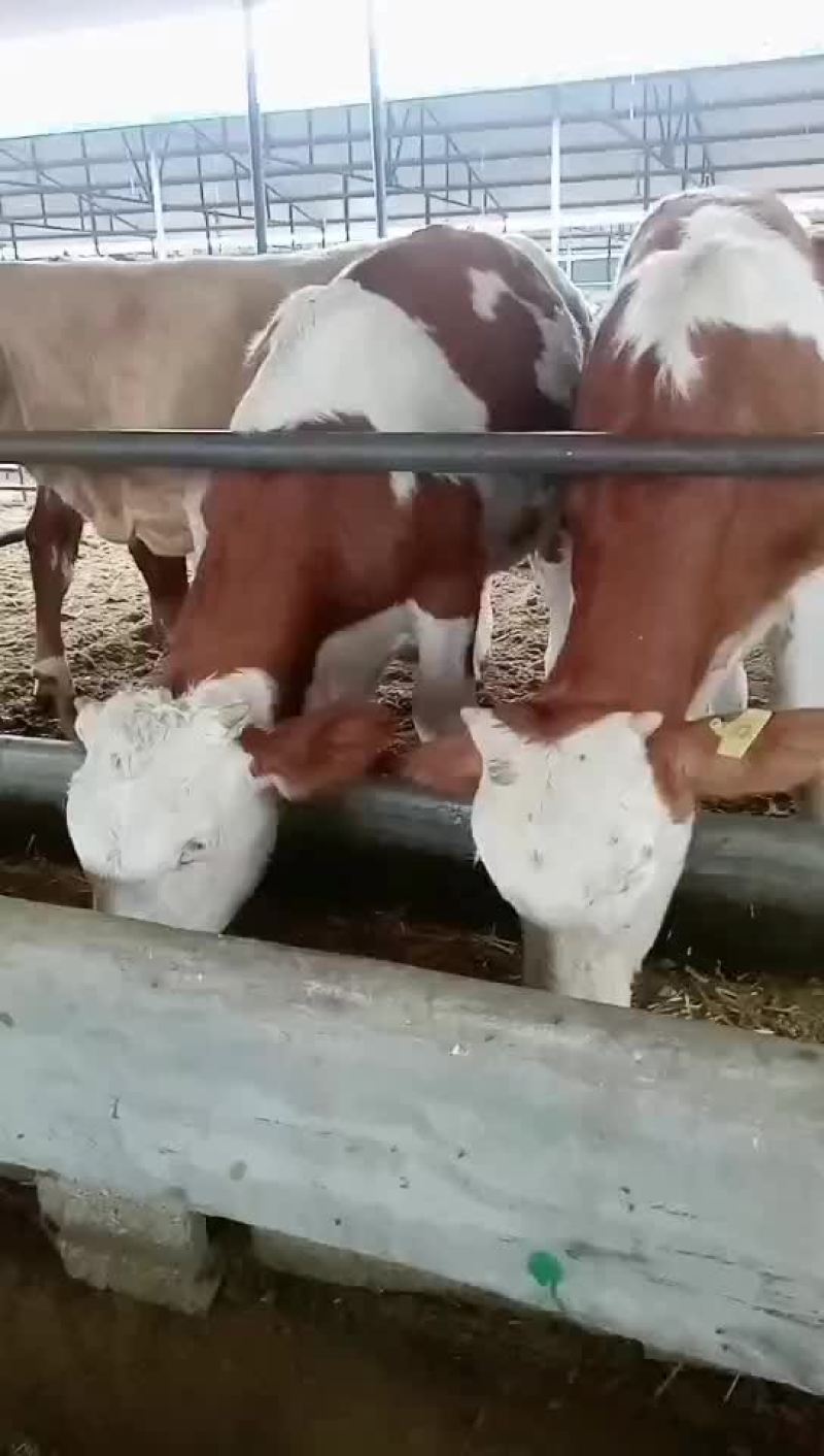 西门塔尔牛犊