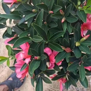 四季红山茶