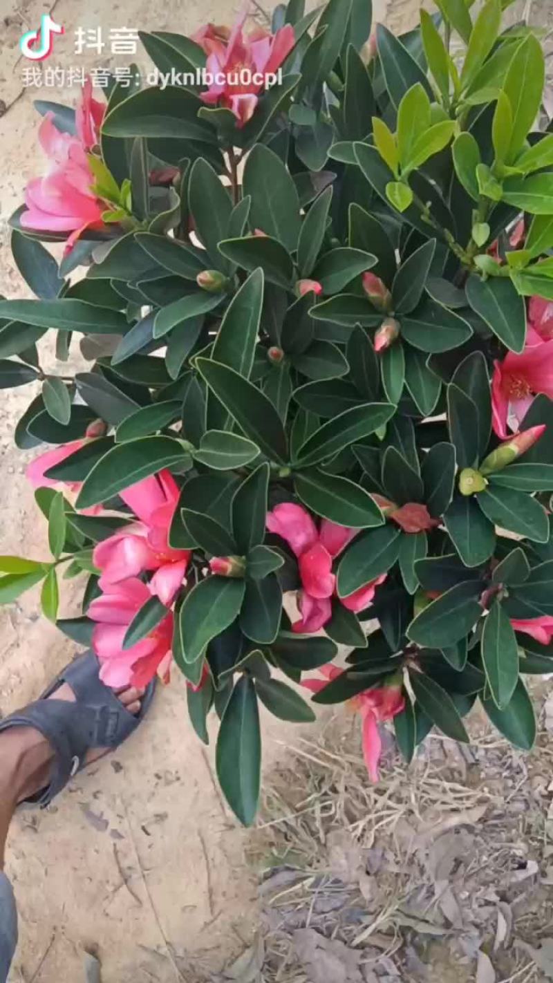 四季红山茶