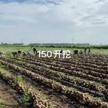 色泽圆润度好百亩地洋葱大量上市