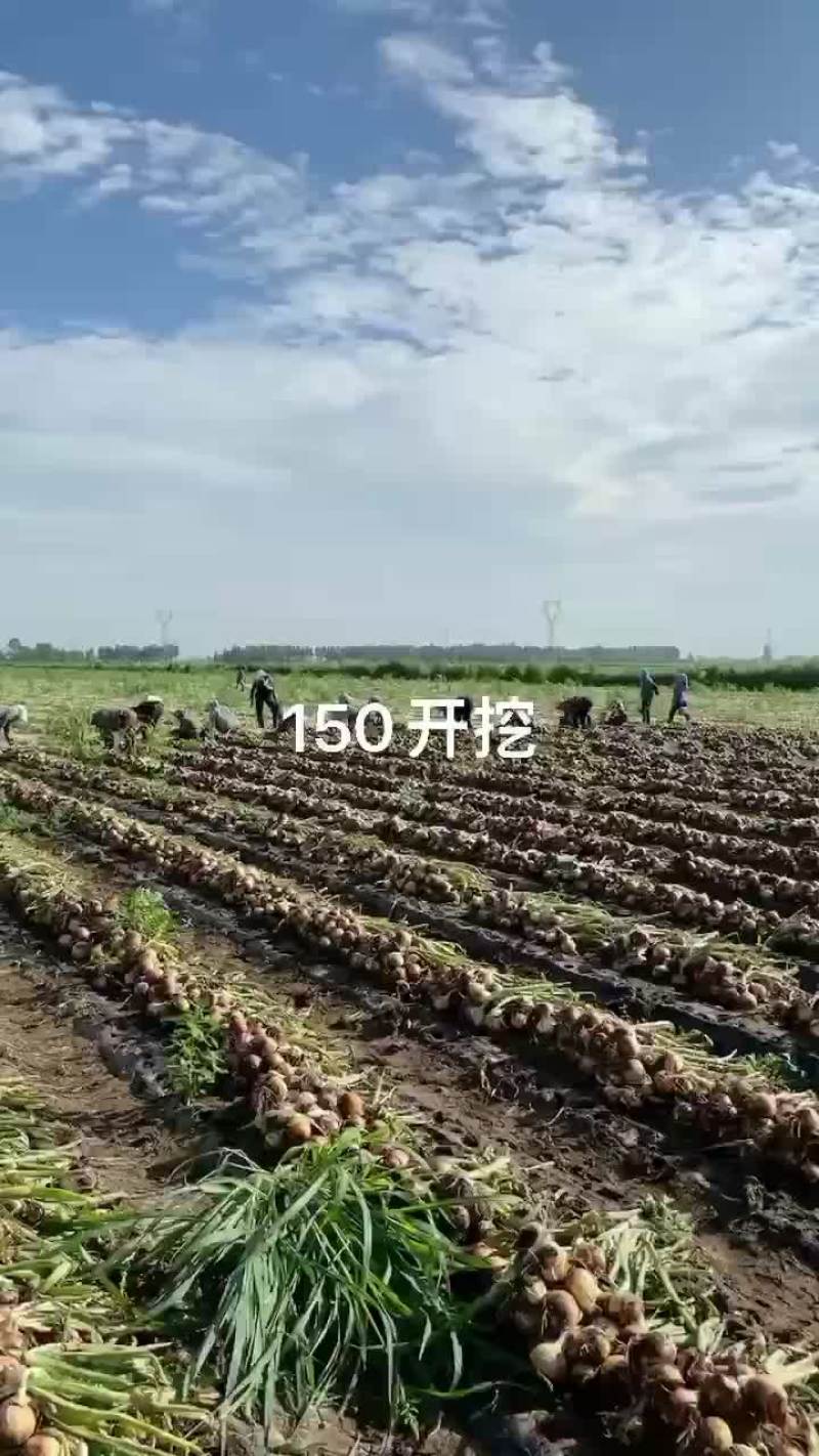 色泽圆润度好百亩地洋葱大量上市