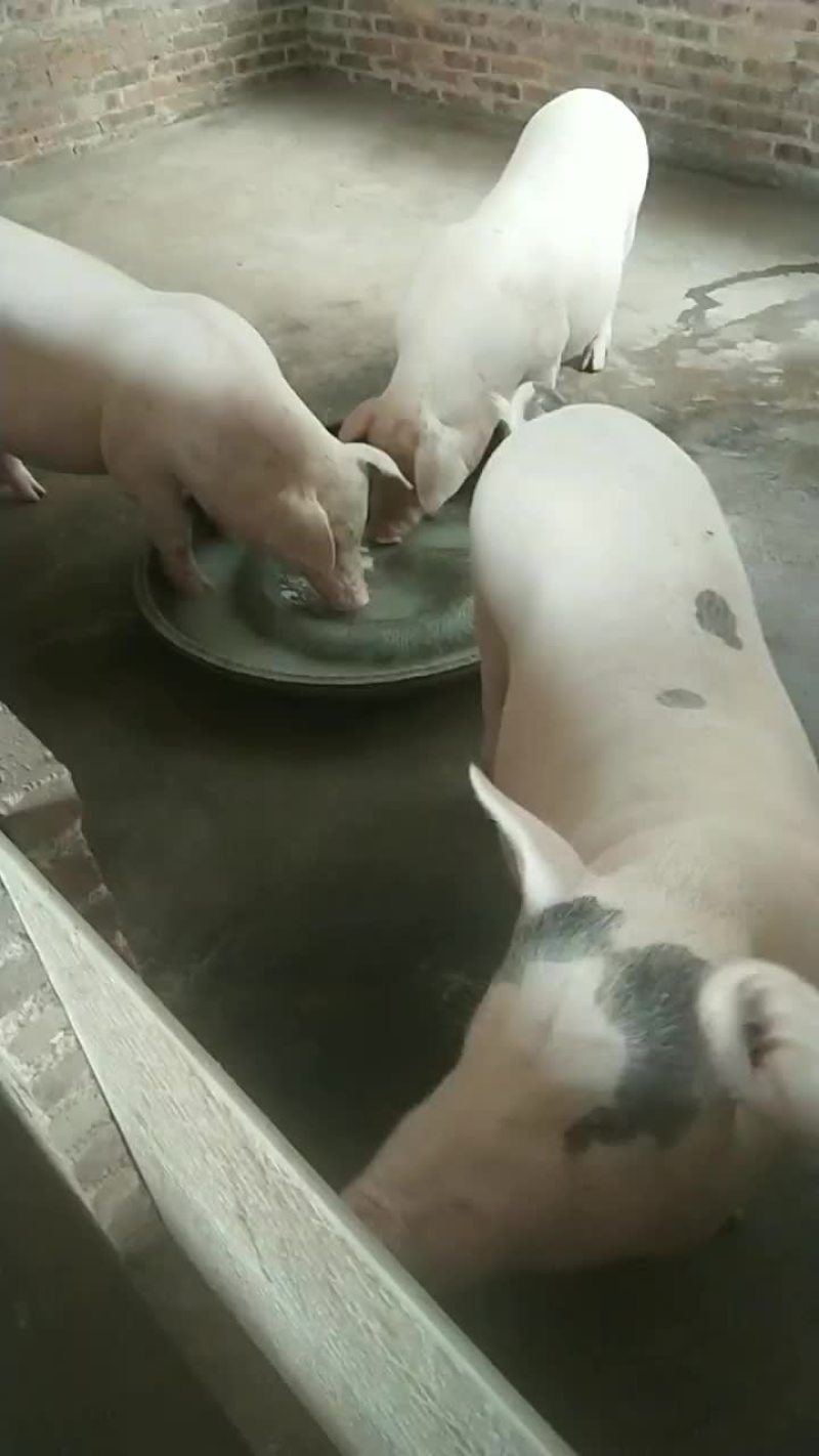 陆川土猪，陆川二元后备母猪