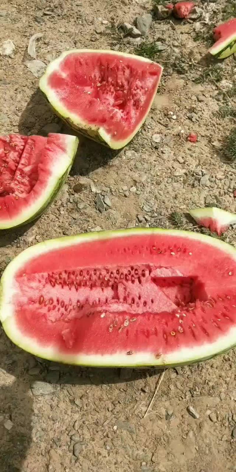 宁夏中卫香山硒砂瓜
