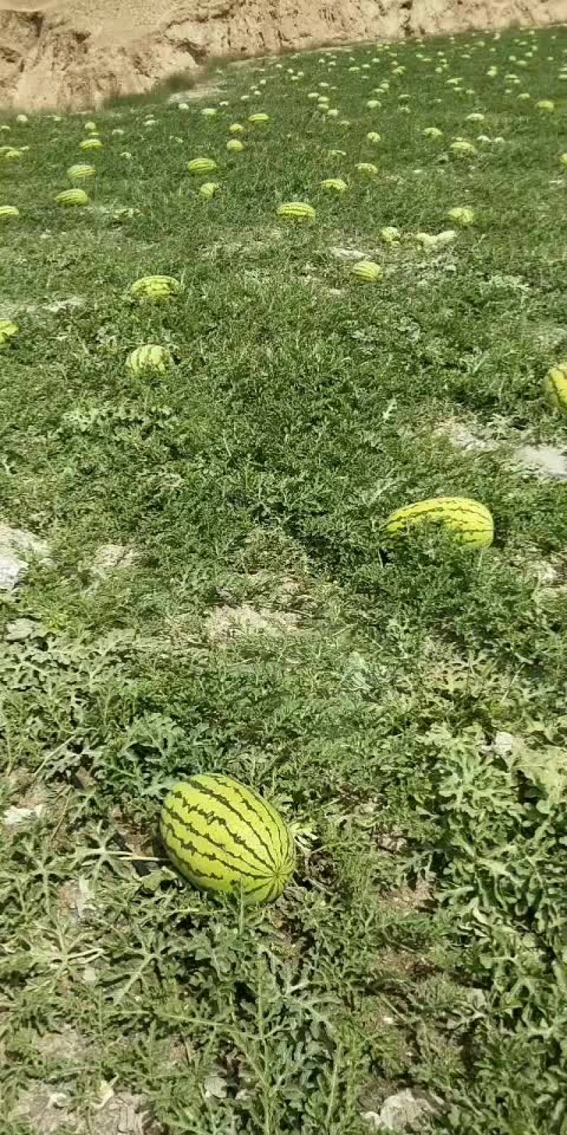 宁夏中卫香山硒砂瓜