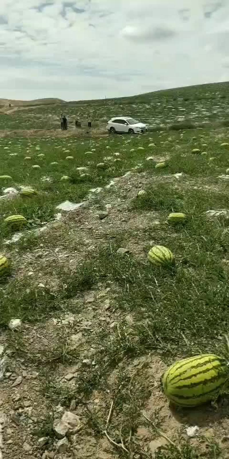 宁夏中卫香山硒砂瓜