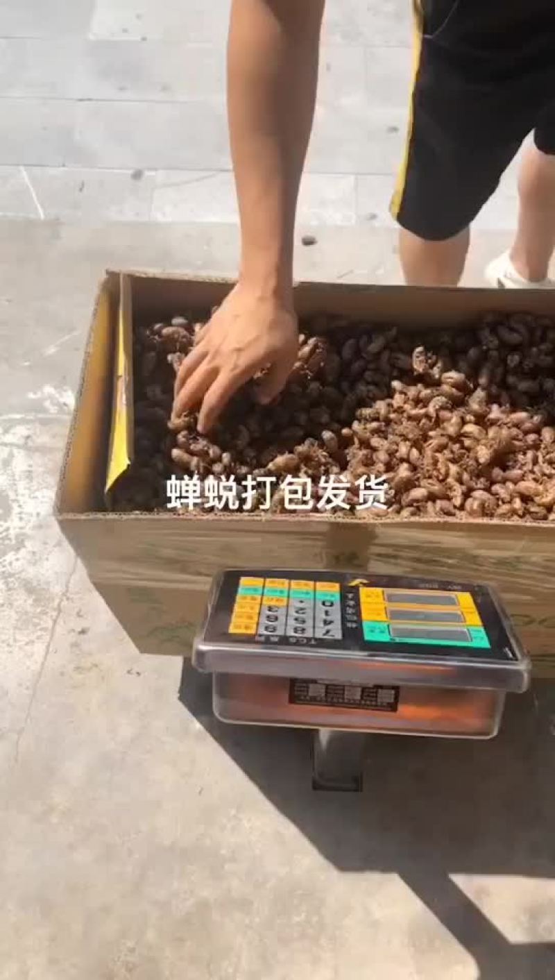 蝉蜕