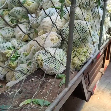 产地直销精品有机花菜