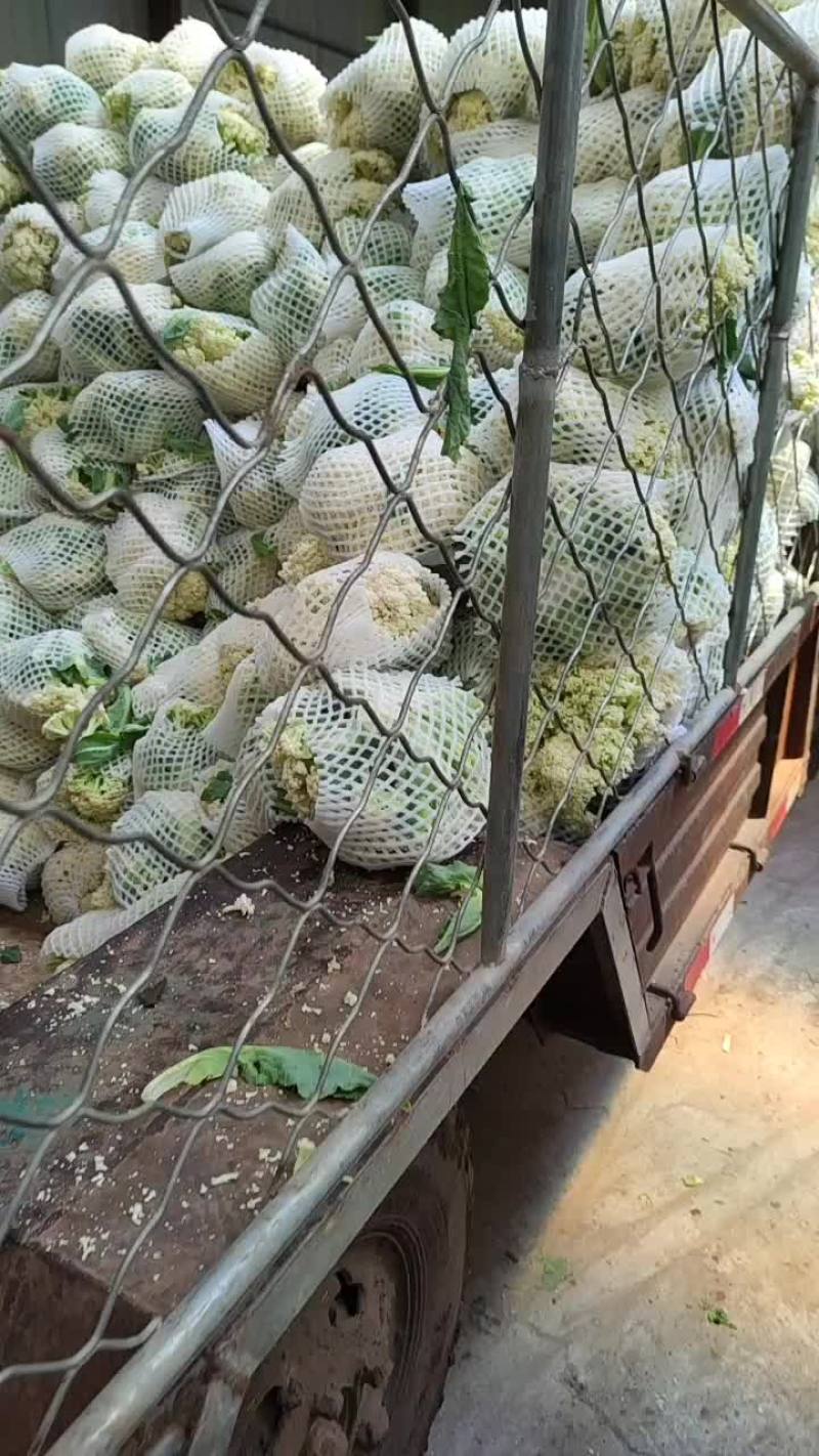 产地直销精品有机花菜