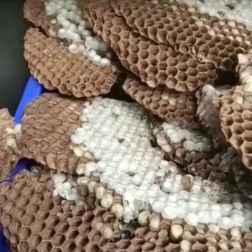 蜂巢蛹