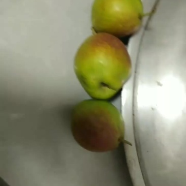 新梨7号要熟了