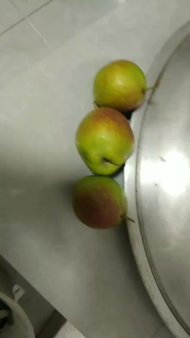 新梨7号要熟了