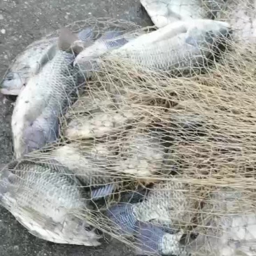 鳊鱼苗鳊鱼苗鳊鱼苗鳊鱼苗鳊鱼苗鳊鱼苗鳊鱼苗鳊鱼苗