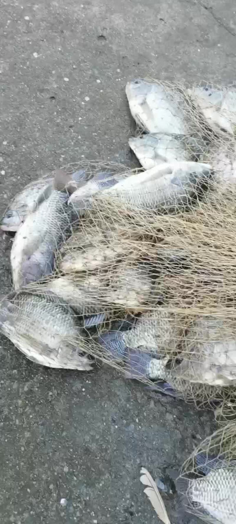鳊鱼苗鳊鱼苗鳊鱼苗鳊鱼苗鳊鱼苗鳊鱼苗鳊鱼苗鳊鱼苗