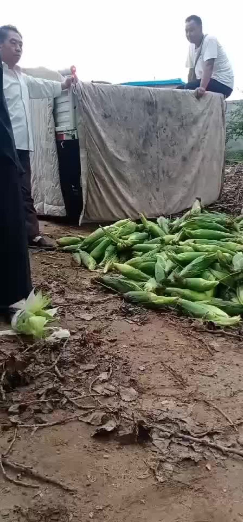 绥中，万糯粘玉米，大量有货，保证质量，大寨乡老袁代收处
