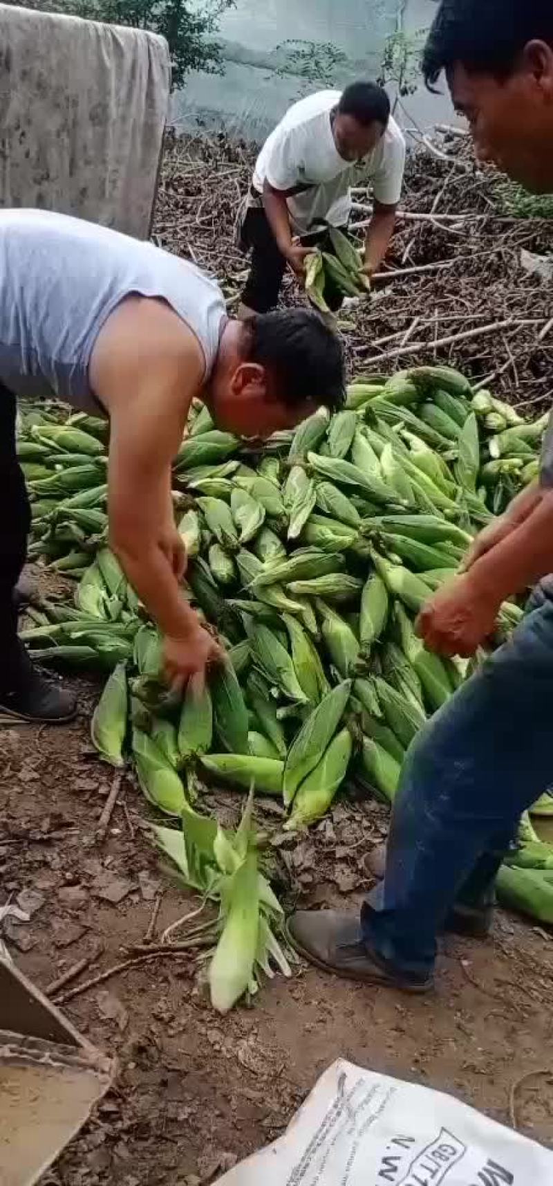 绥中，万糯粘玉米，大量有货，保证质量，大寨乡老袁代收处