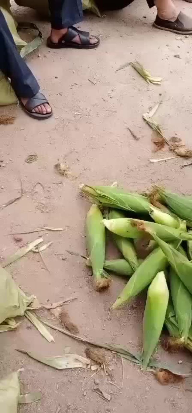 绥中，万糯粘玉米，大量有货，保证质量，大寨乡老袁代收处