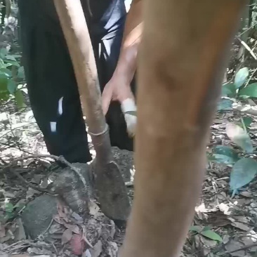 广西大山纯野生老薯莨血莨
