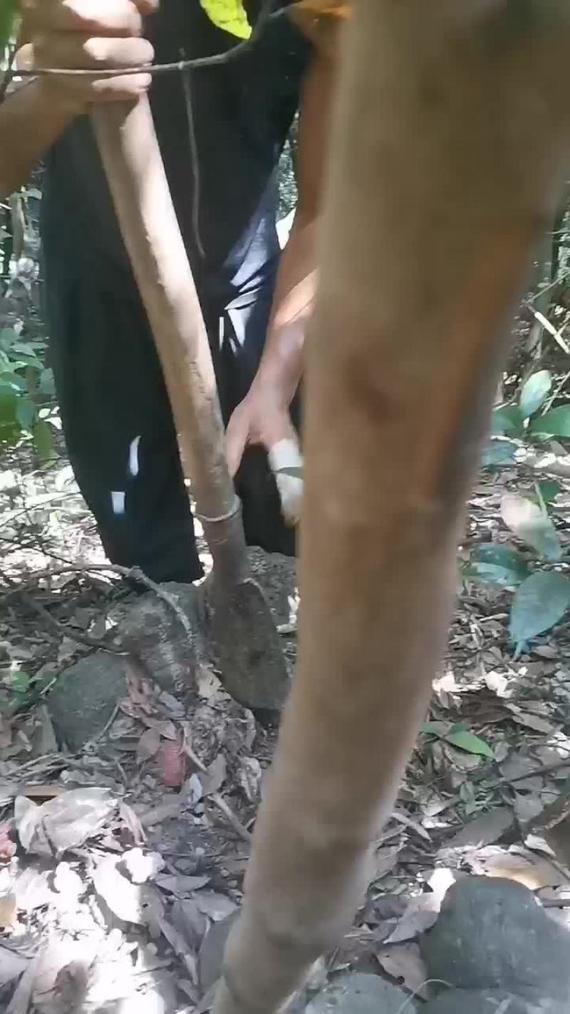 广西大山纯野生老薯莨血莨